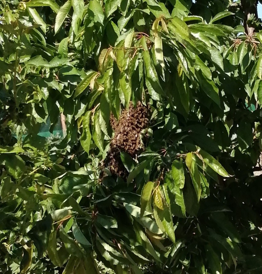 Pszczoły w miejscowości Rurka, koło Chojny.
