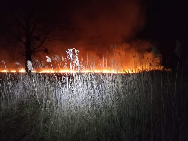 Strażacy w Dorposzu Chełmińskim przez trzy godziny gasili wielki pożar trzciny