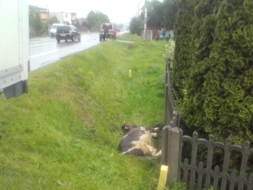 Na trasie w Woli Jachowej krowa wybiegła przed ciężarówkę