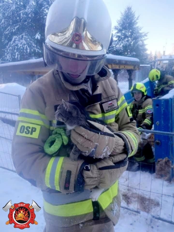 Straż pożarna z Biskupic i Pobiedzisk wyjechała w teren, aby uratować kota. Zwierzęciu groziło zamarznięcie lub śmierć z głodu