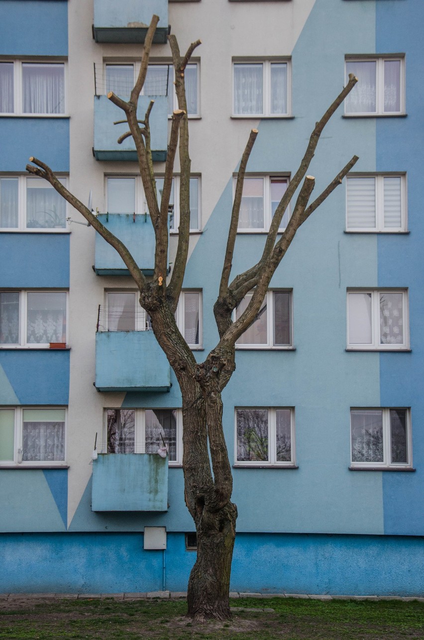 Przycinka drzew w Bielsku Podlaskim. Zgodna z prawem i obowiązującymi normami? [ZDJĘCIA]
