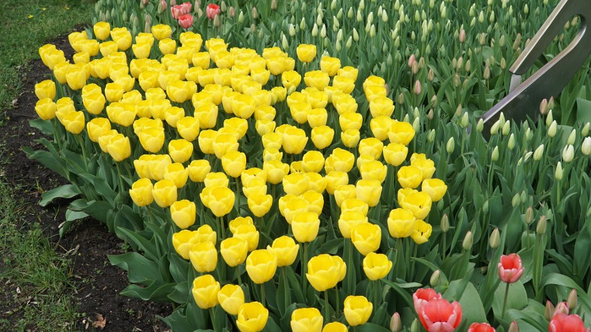 Tulipany kwitną w kilku miejscach w ogrodzie.