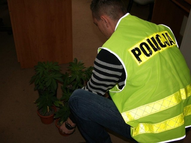 Policjanci zabezpieczyli 9 doniczek z marihuaną