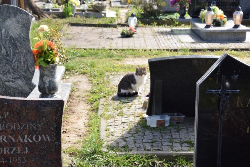 Koty na cmentarzu w Pruszczu Gdańskim. Leżą na pomnikach,...