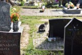 Koty na cmentarzu w Pruszczu Gdańskim. Leżą na pomnikach, sikają w rabaty. „Czy to dobre miejsce?” – pyta Czytelnik