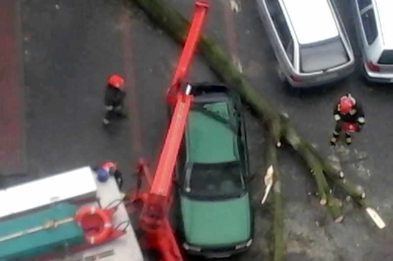 Potężne drzewo przewróciło się o godz. 12.30 na ulicy...