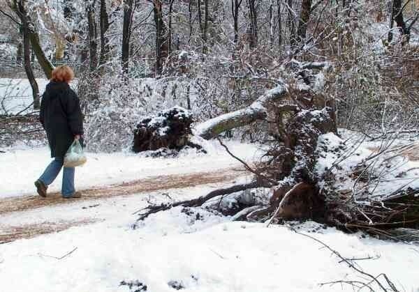 W radomskim parku Kościuszki i na Plantach wiatr i śnieg połamał i wywrócił wiele drzew. Do wczoraj usunięto te, które tarasowały przejazd lub przejście, pozostałych wiatrołomów nikt nie porządkował.