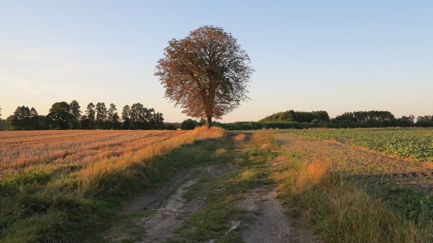 Ostatni moment na złożenie wniosku o pomoc po suszy