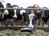 W tych województwach wiedzą jak produkować mleko - mamy dane dotyczące średniej wydajności od krowy