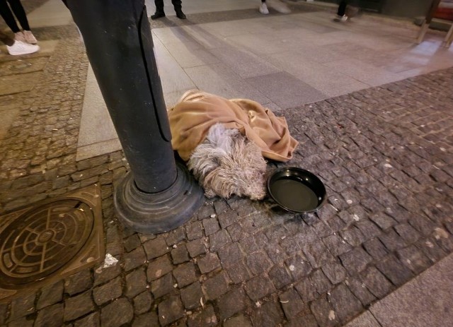 Pies został wyrzucony z drugiego piętra kamienicy w Białymstoku. Choć cudem przeżył, jego stan nadal jest ciężki