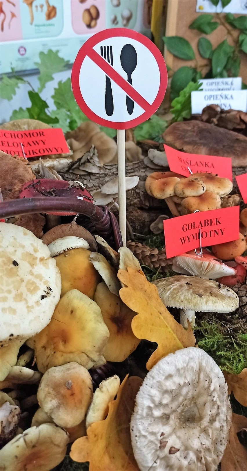 „Poznaj grzyby - unikniesz zatrucia". Ważna wystawa w chełmskim sanepidzie. Zobacz zdjęcia 