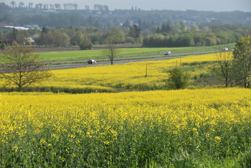 Kwitnące na żółto rzepakowe pola pod Górą św. Marcina w...