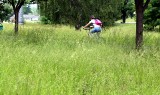 Łąki kwietne w Parku Śląskim. W chorzowskim parku ograniczono koszenie traw