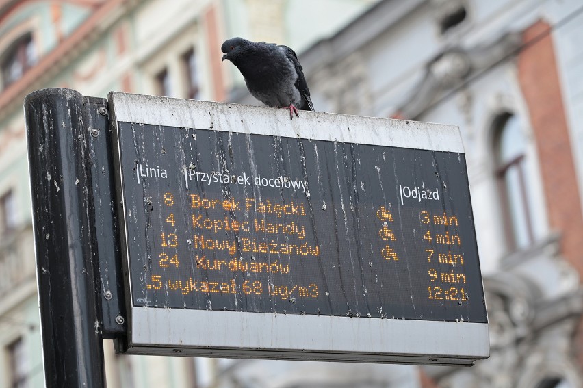 Kraków. Zatrudnią sokolnika do płoszenia gołębi? 