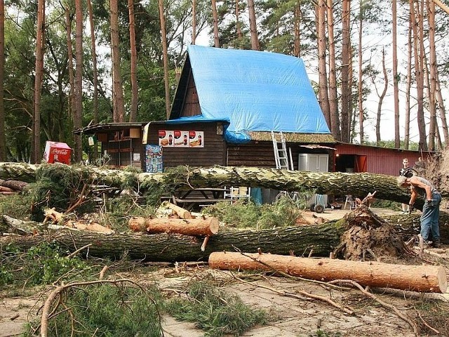 Letnisko jest usłane gałęziami i pociętymi pniami drzew.