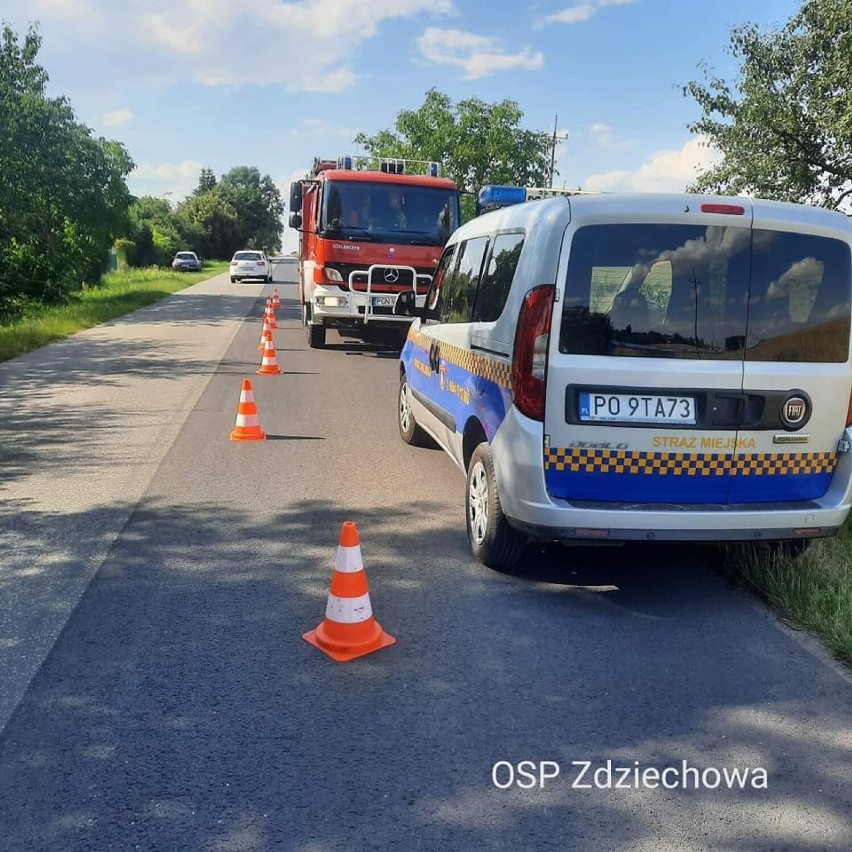 Strażacy pomogli w wyciągnięciu małego jelonka ze studzienki w Gnieźnie