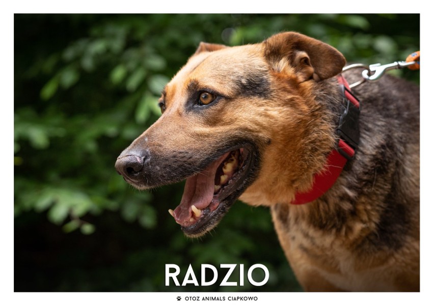 IMIĘ: RADZIO (327/20)...