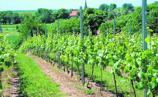 Winnica Wzgórza Trzebnickie powstała przed siedmiu laty. Teraz produkuje 13 tys. butelek rocznie