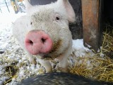 Chrumkowo pod Toruniem to azyl dla świnek. Wbrew pozorom, czystych i inteligentnych [zdjęcia]