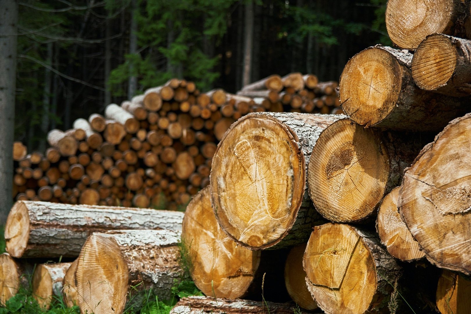 Ceny drewna opałowego w 2022 roku są rekordowo wysokie. Dlaczego tak się  dzieje? Ile kosztuje drewno w maju 2022? | Strefa Biznesu