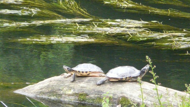 Żółwie znalazły sobie dom na brzegu Brdy przy ulicy Żeglarskiej