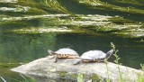 Żółwie z rejonów równikowych widziane nad Brdą. "W ubiegłym roku były dwa osobniki, a teraz już trzy"