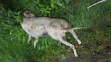 Kto bestialsko skatował i zabił psa w Rogowie? "Mogło dojść do przestępstwa"