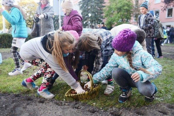 Dzieci sadziły żonkile pod urzędem marszałkowskim (zdjęcia)