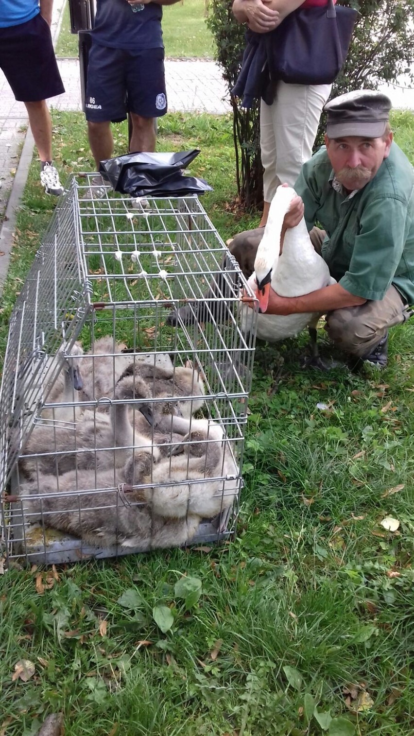 Ojciec sześciorga małych łabędzi osierocił je już jakiś czas...