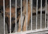 Ustalono właściciela psów, które w Mochach koło Wolsztyna pogryzły 11-letniego chłopca. Może mu grozić nawet 5 lat więzienia