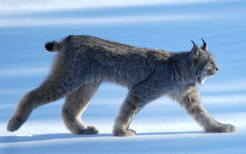 Ryś euroazjatycki (Lynx lynx) -  rodzaj drapieżnego ssaka z...