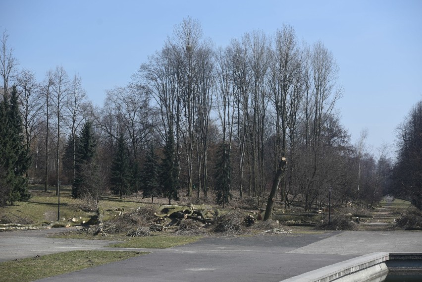 W marcu drzewa wycinano między innymi przy kanale regatowym,...