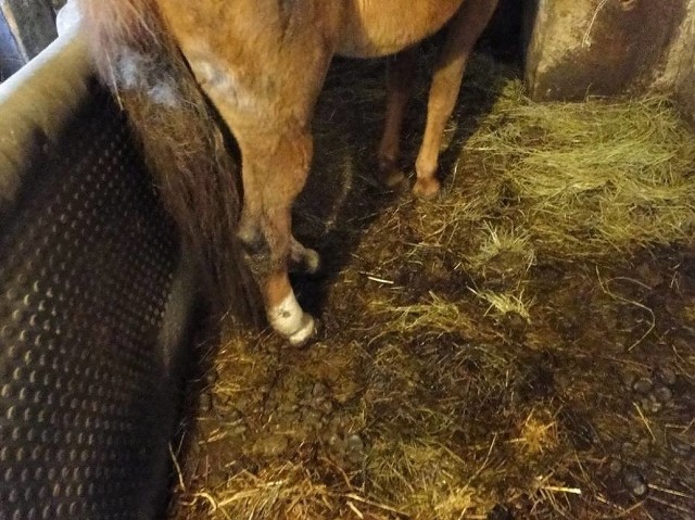 Horror w Dolsku. Konie odebrane właścicielom [ZDJĘCIA]Miłośnicy zwierząt nie spodziewali się, że będzie aż tak źle...