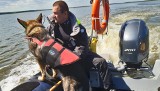 Policyjny pies Rysiek z Koszalina pracuje, aby zmarli  mogli przejść na drugą stronę