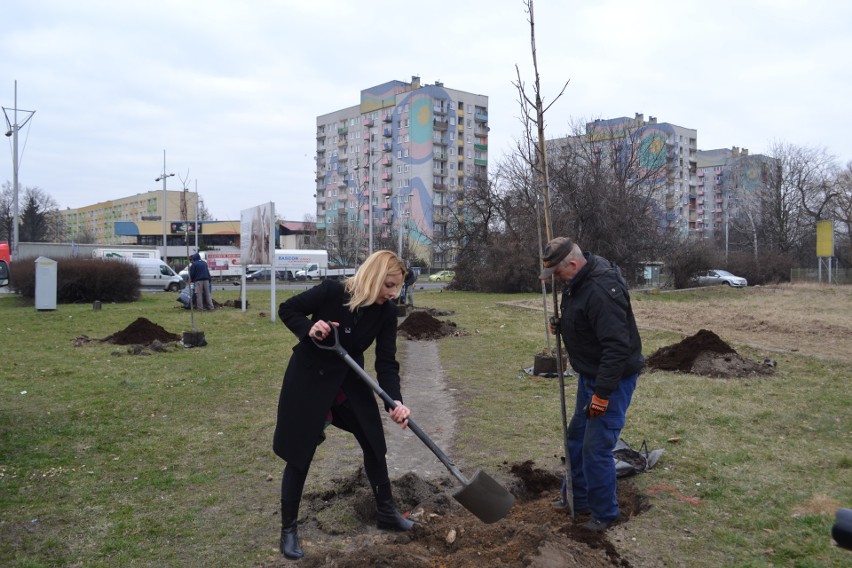 Gdzieś wycinają drzewa a w Częstochowie sadzą ZDJĘCIA