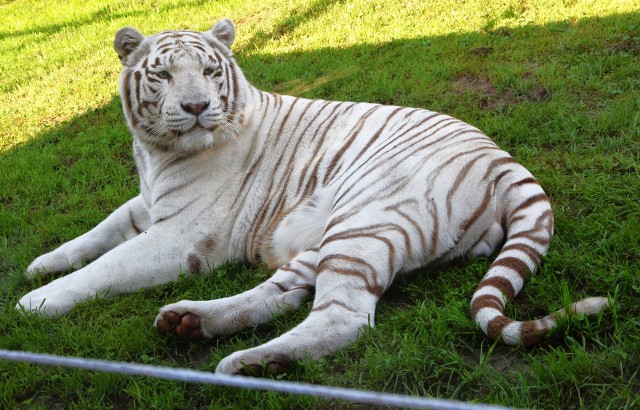 To wyjątkowa turystyczna atrakcja, bo jedyna w Europie, a zaledwie druga na świecie. Oficjalne otwarcie odbyło się z udziałem ambasadora Zoo Borysew, popularnego prezentera Jarosława Kreta