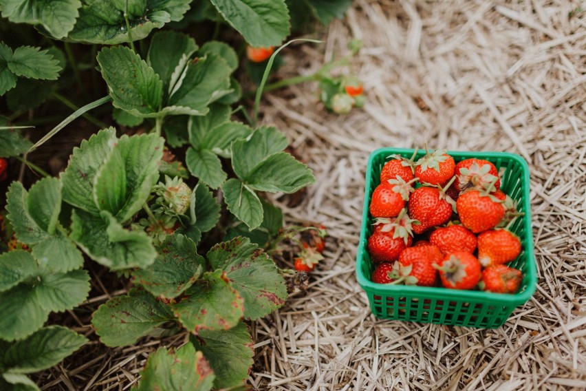 Jedną ze sławniejszych jest truskawka kaszubska – produkt...