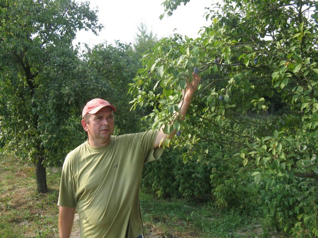 W sadzie Jerzego Patera z Kowalina, gm. Kraśnik, nie będzie zbioru jabłek i śliwek. Owoce opadają.