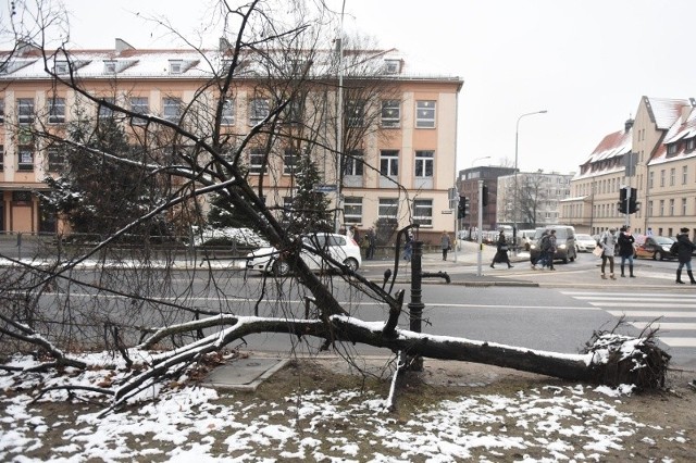 Przed rokiem przebudowywano skrzyżowanie alei Niepodległości z ul. Solną. Przewrócono wówczas drzewo. Może ono być dowodem rzeczowym w sprawie zniszczenia pomnika przyrody