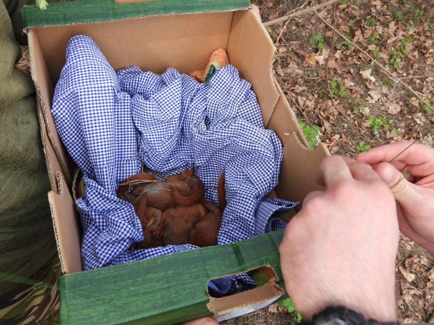 Młode wiewiórki wypadły z gniazda na ul. Leśnej w Małkini Górnej. Wiewiórki przewieziono do ośrodka Jeżurkowo 1.04.2024