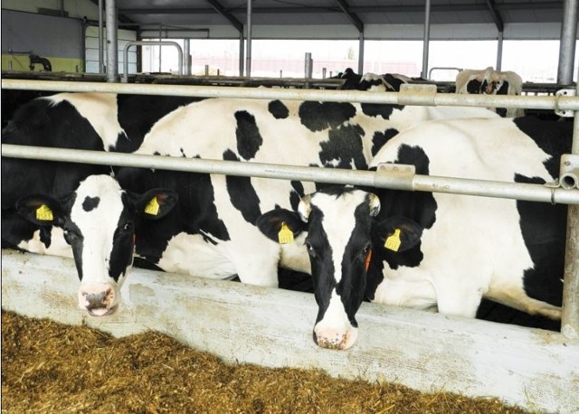 Jak pokazały dane Agencji Rynku Rolnego, podlascy rolnicy zwiększają produkcję mleka. Szczególnie wysoką dynamikę odnotowano w grudniu.