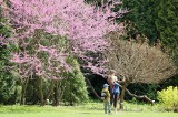 Zobacz, jak pięknie jest na wiosnę w Ogrodzie Botanicznym UMCS. Zobacz zdjęcia