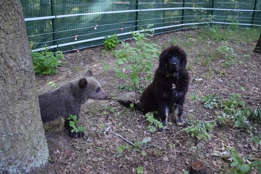 Zoo w Poznaniu: Cisna ma nowego przyjaciela!