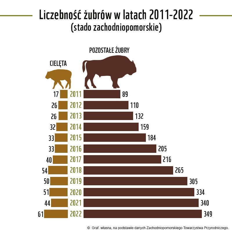 Aż 24 żubry zginęły w 2022 roku w województwie zachodniopomorskim. To najwięcej od 2005 roku