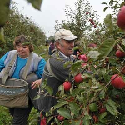 Trwa zbiór jabłek, przy którym pracuje 50 osób. Ale nieznana jest przyszłość sadu - czy na tych 300 ha powstaną osiedla i fabryki?