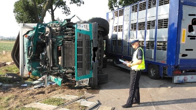 Wypadek miał miejsce w piątek (24 sierpnia) o godz. 4.50, na drodze wojewódzkiej między Przedborzem a Ręcznem. Jak ustalili policjanci, 38-letni kierowca ciężarowego volvo wiózł ładunek kilkudziesięciu sztik trzody chlewnej. W pewnym momencie mężczyzna zjechał na przeciwległy pas ruchu i zmusił jadącego z naprzeciwka 42-letniego kierowcę iveco do zjechania na pobocze.czytaj więcej na kolejnym slajdzie