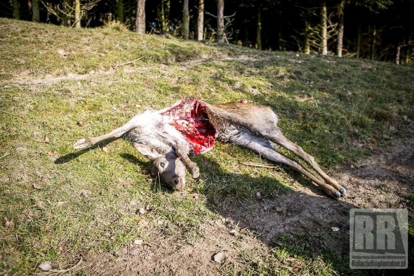 Dramatyczny widok zastał właściciel tych zwierząt. Jest...