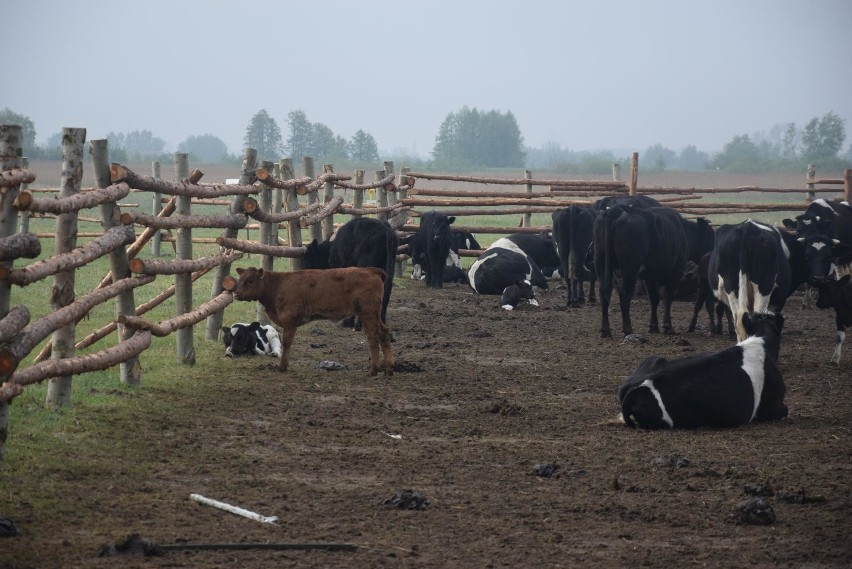 Stado krów w Ciecierzycach w gminie Deszczno