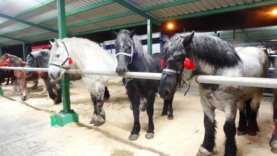 Wstępy 2017 w Skaryszewie. Targi końskie odbędą się w dwóch turach | Echo  Dnia Radomskie