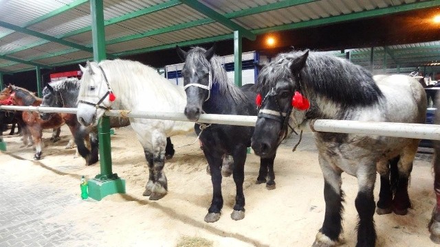 Konie wystawione do sprzedaży na Wstępach w Skaryszewie mają swoje stanowiska, gdzie jest dostęp do wody i siana.